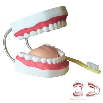 Dental Care Model - (32 teeth), 24x16.2x13.7cm